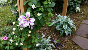 Clematis – uprawa, przycinanie i zimowanie